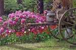 Blumen im Hotelgarten