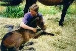 One of our horses (very young)